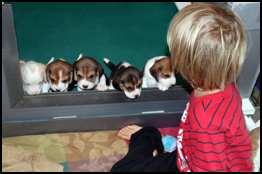 Puppy Lineup and Everett